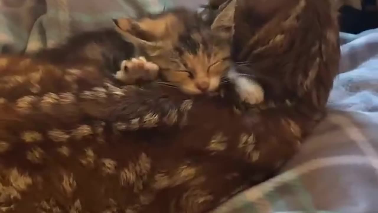 Deer and kitten clean each other. Best Friends. Animals are amazing