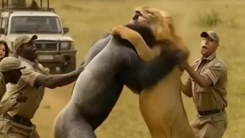 Gorilla Clashes with Lion, Rangers Intervene in Wild Rescue Scene! #animalfight