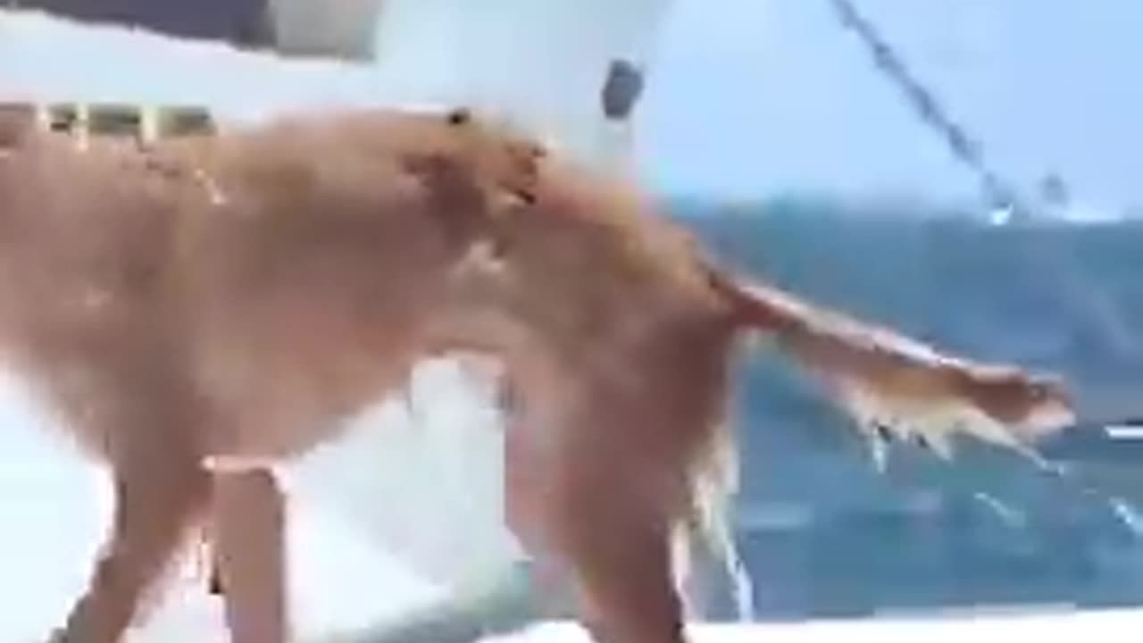 Dolphin saves a dog that fell into the sea from the boat | funny video | crazy clips