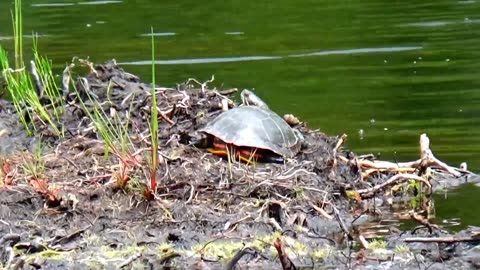 Painted Turtle