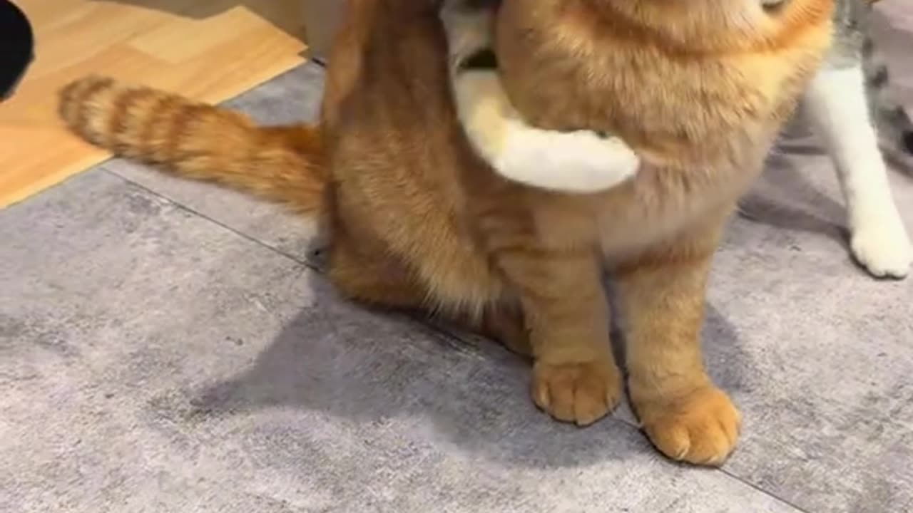 Cats and Dogs: A Domestic Drama with a Predictable Ending