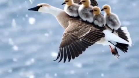 "Bird Parents Flying with Their Babies! 🐦❤️ | A Stunning Family Journey!"