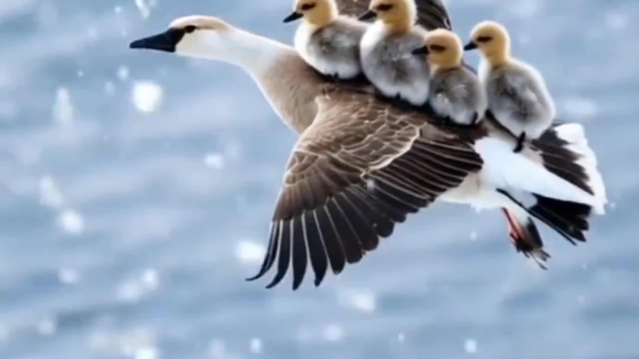 "Bird Parents Flying with Their Babies! 🐦❤️ | A Stunning Family Journey!"