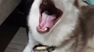 😂👀 You Won't Believe What Happens Next! Kitten's Revenge | FunFM