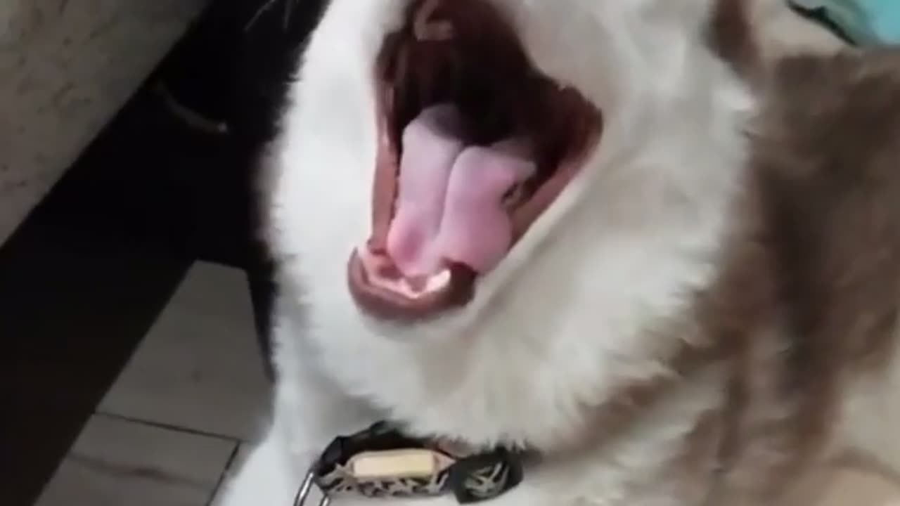 😂👀 You Won't Believe What Happens Next! Kitten's Revenge | FunFM