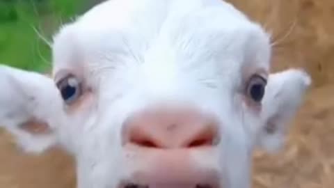 Funny videos 🤣 of goats 🐐