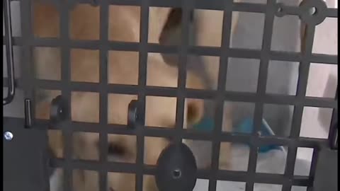 New Homes Found for Unadopted Animals in Georgia