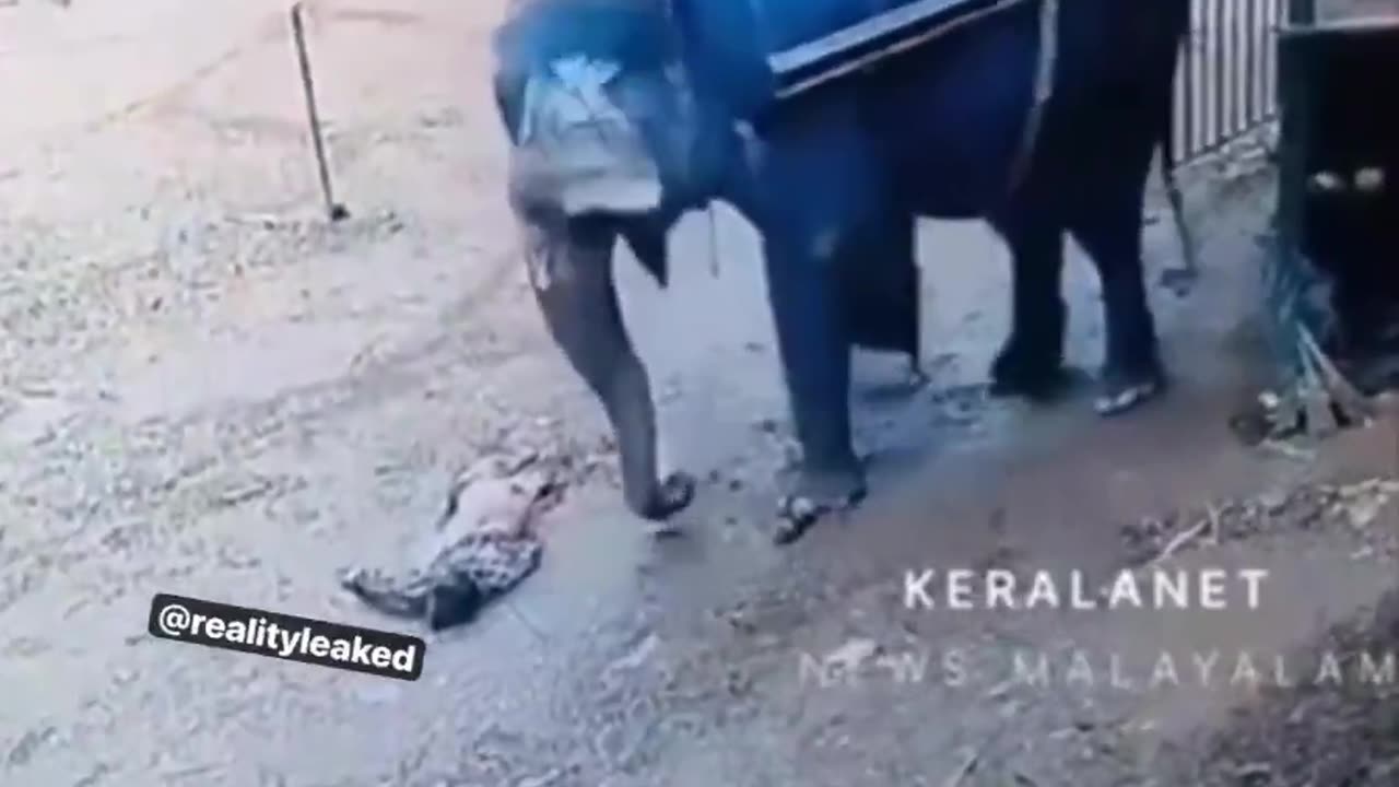 Elephant knocks over and crushes to death man hitting him with stick. Instant Karma