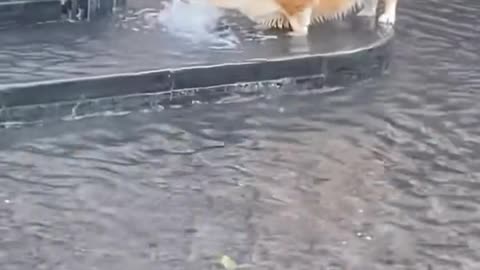 dogs drinking water compilation hilarious moments 🐶