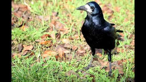The Crow Family That Lives In Berlin, Germany!