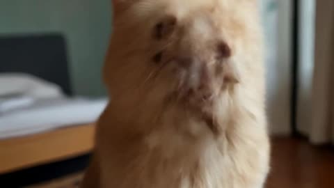 gato alegre