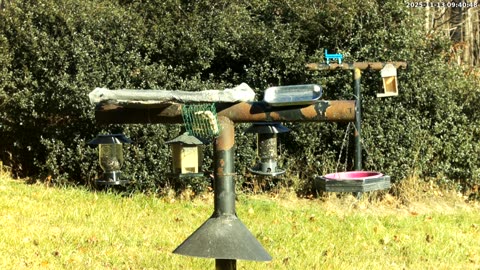 Bird Feeder in Western Maryland USA