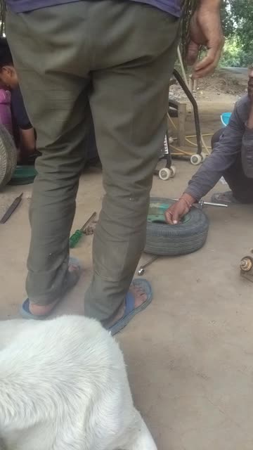 A Gentle Soul 🤍 Old White Dog Enjoying Peace.
