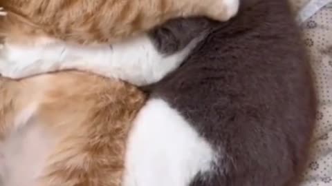 REALLY FUNNY CATS