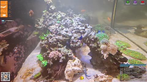 24/7 Real Live Reef Stream