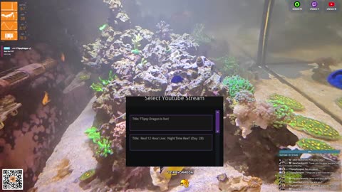 24/7 Real Live Reef Stream