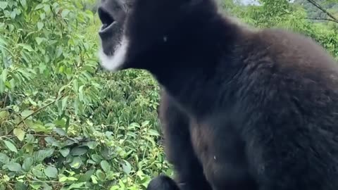 MONKEY CALLING HIS PARTNER 😀😀