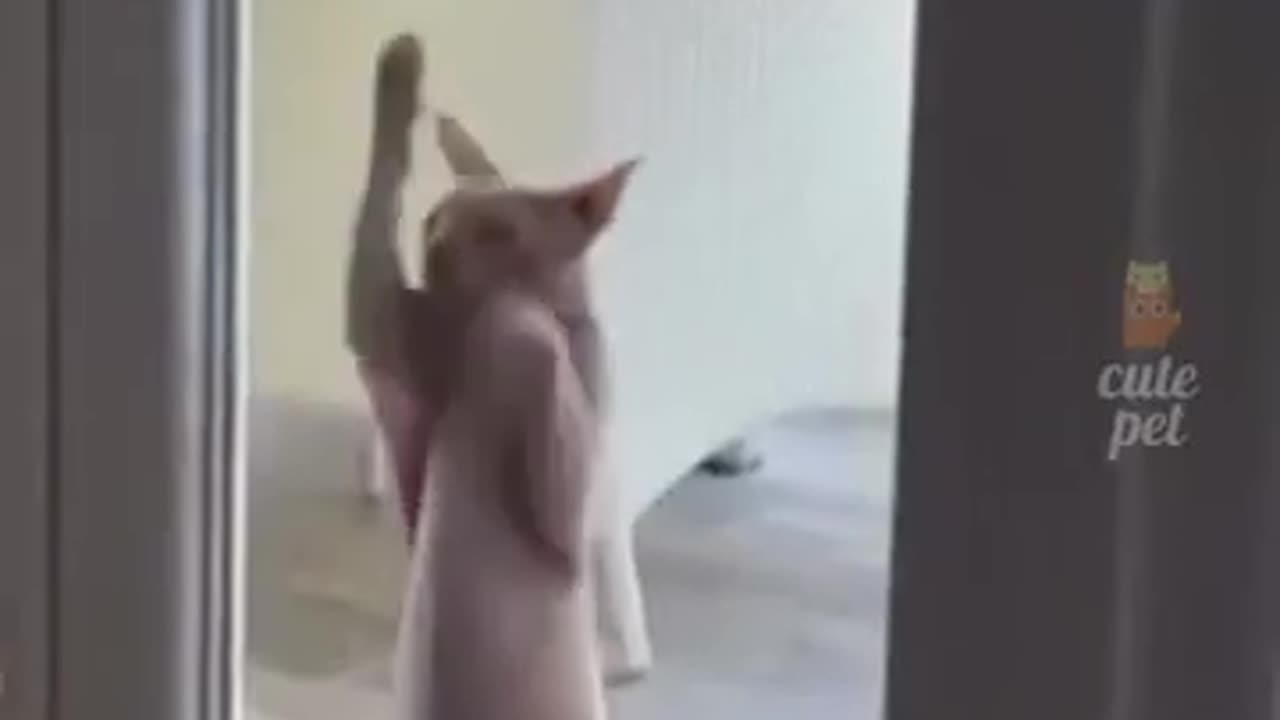 Finny animals๐๐๐