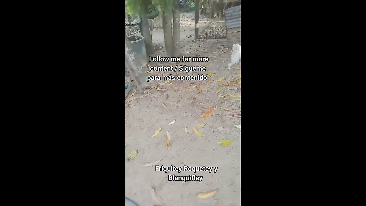 Friquitey Y Roquetey Explorando / Friquitey & Roquetey Exploring 🫂🐕‍🦺❤️