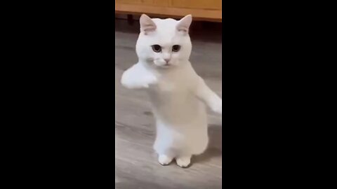 funny cats