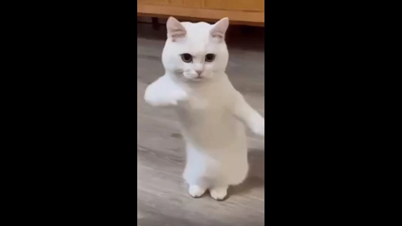 funny cats