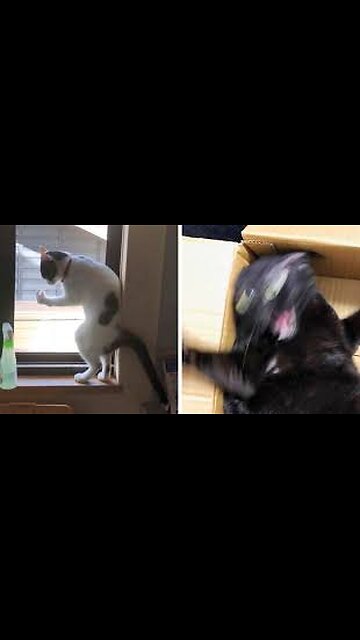 "When Cats Lose Their Minds… 😹😂"