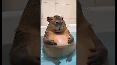 Capybaras is relaxing 🛁