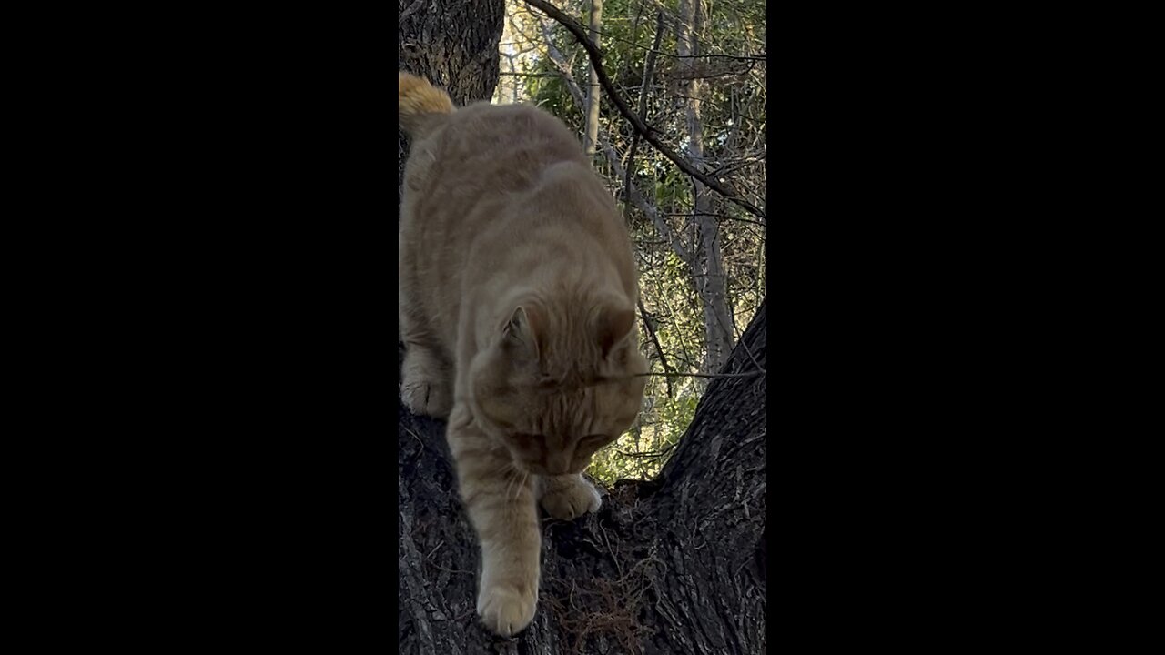 Cat on tree.