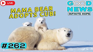 Mama Bear Adopts Cub & Christmas Kindness | GOOD NEWS – Infinite Hope #262