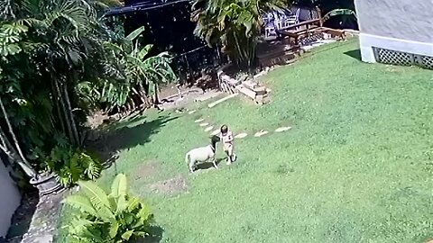Dog Protects His Baby Sister || ViralHog#shorts#Dogs