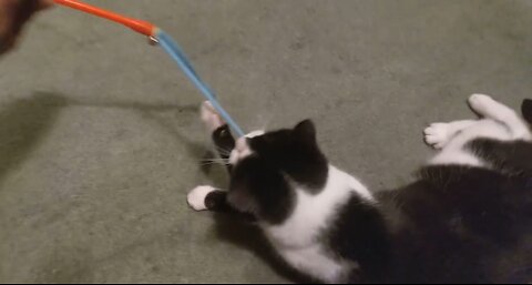 RIO 🙀 SHOWS HIS FAST CATCHING TECHNIQUES LOOK AT THOSE 🌩 FAST 🐾 MOVEMENTS AND SEE IF HE GETS TOY 😁