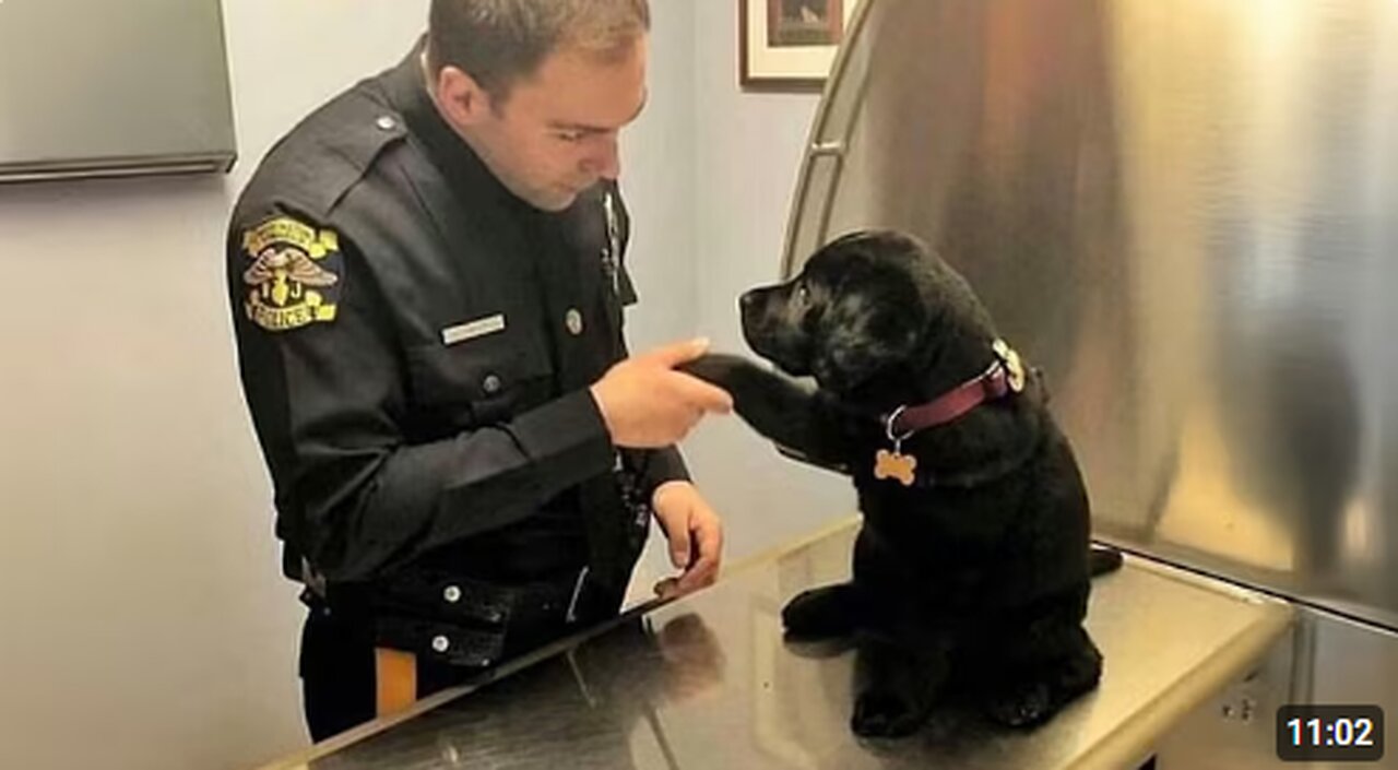 When Puppies Are Being Total Little Humans 😂 Funny Dog and Human Videos