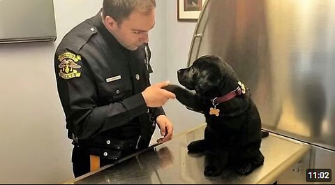 When Puppies Are Being Total Little Humans 😂 Funny Dog and Human Videos