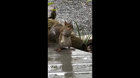 Beautiful squirrel🐿️