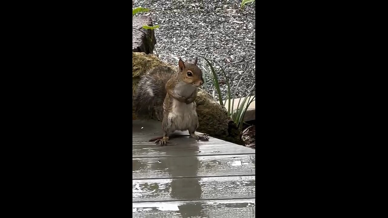 Beautiful squirrel🐿️