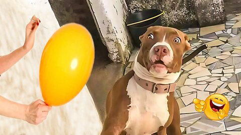 2025’s Funniest Dogs & Cats 😂 You Won’t Stop Laughing! | You Laugh You lose 😍😸😹 #Ep92