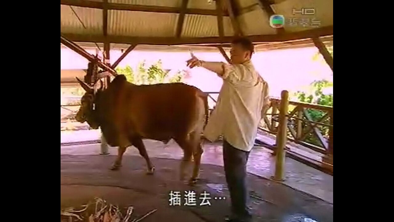 餐餐渣流灘 ( 勁粗口 ! 慎入 ) _ 17-JUNE-2025 _ 夾撚夠未呀吊你！PART 42