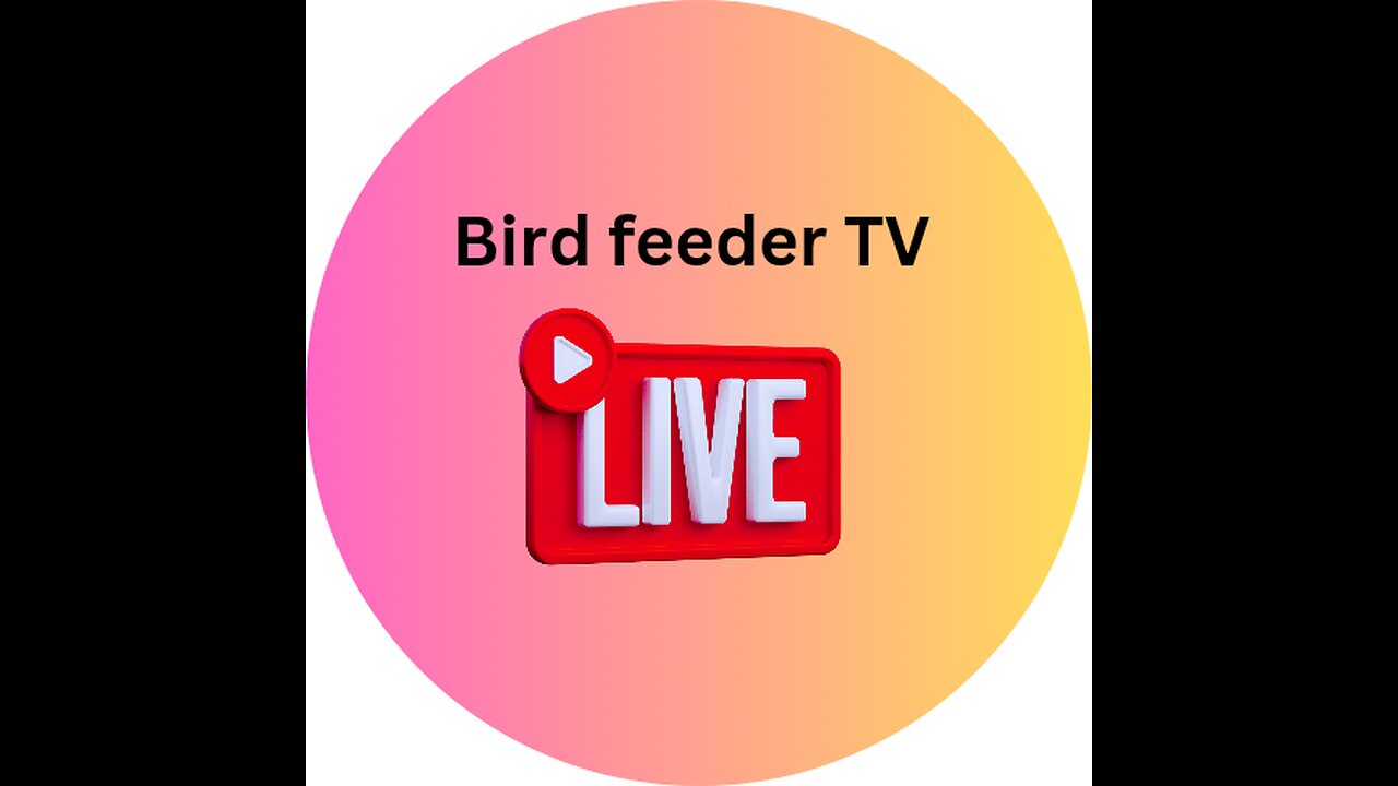 Bird feeder TV live stream