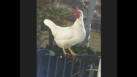 MOTHER CLUCKER