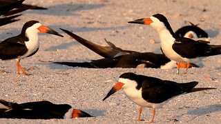 Black Skimmer Love: Female (0R) Guards Scrape, Swaps with Mate (0G)