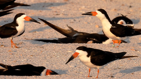 Black Skimmer Love: Female (0R) Guards Scrape, Swaps with Mate (0G)