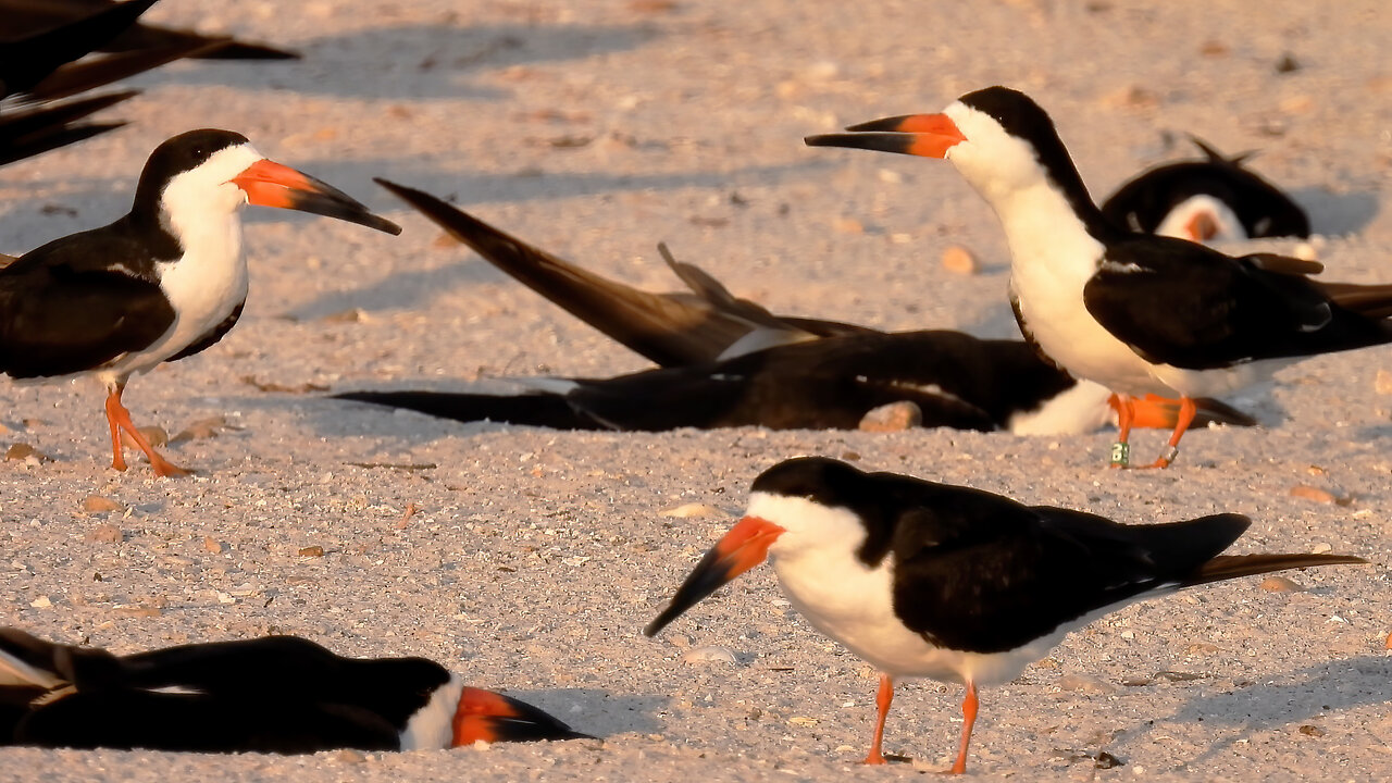 Black Skimmer Love: Female (0R) Guards Scrape, Swaps with Mate (0G)