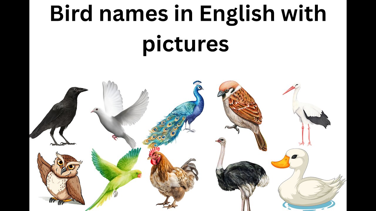 Birds names in english with pictures