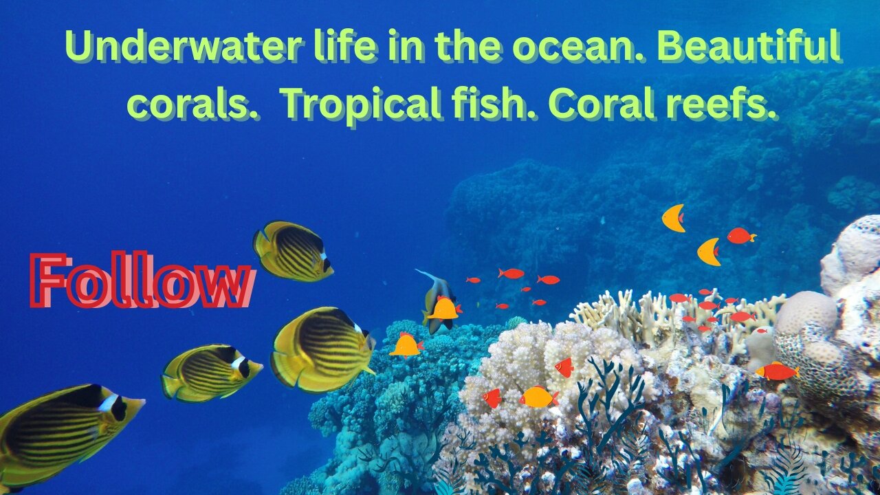 Underwater life in the ocean. Beautiful corals. Tropical fish. Coral reefs.