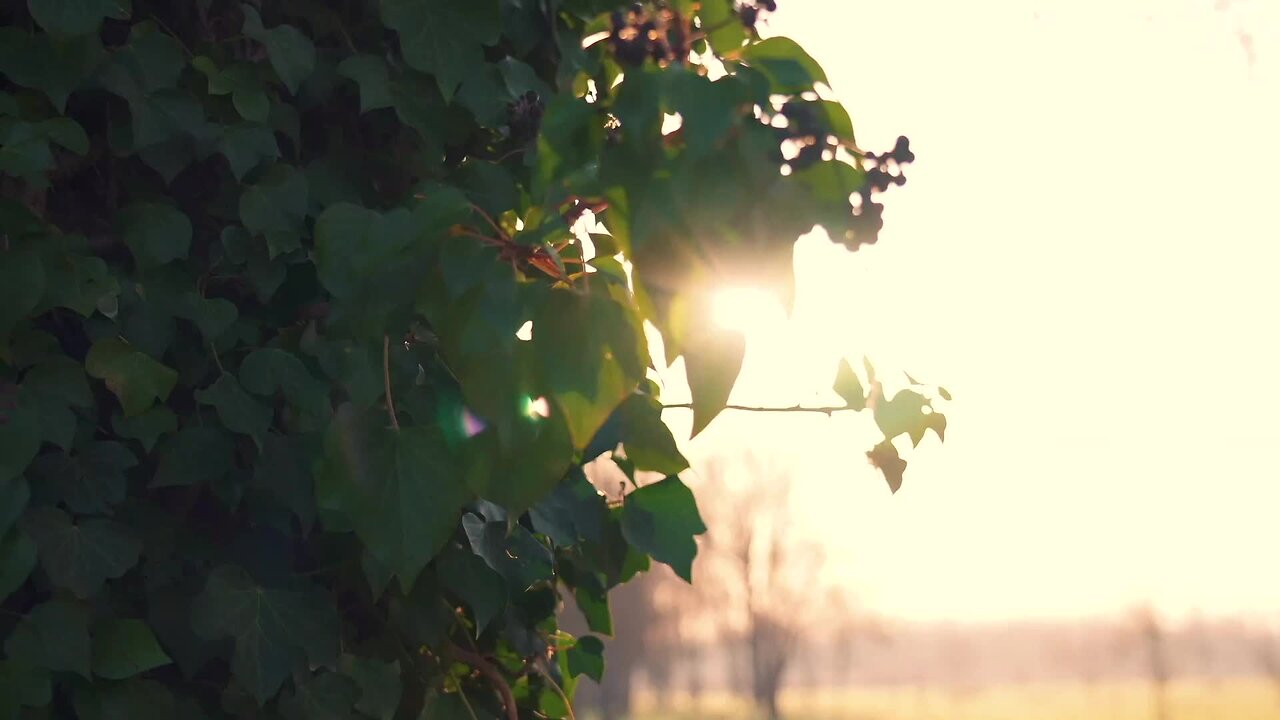 The Legendary Sherpas of Nepal: Guardians of the Himalayas
