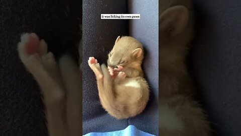 The dog brought home a friend of mine and the hostess took him in