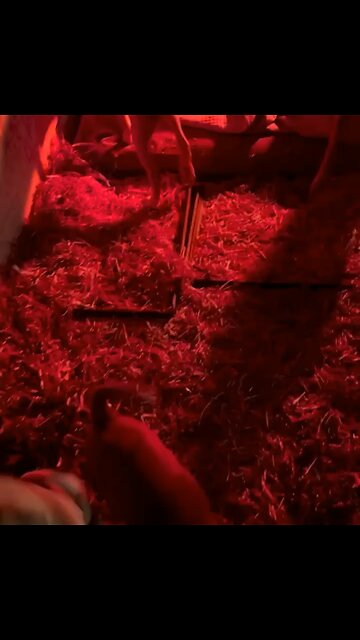 They Will Not Go To Sleep Without A Lullaby 😍🥰🥺