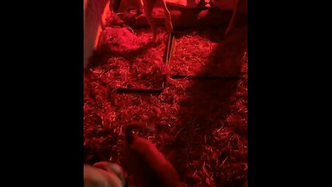 They Will Not Go To Sleep Without A Lullaby 😍🥰🥺