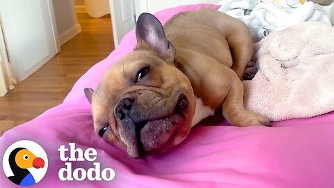 Frenchie Gets A New Life Breathed Into Him — Literally | The Dodo