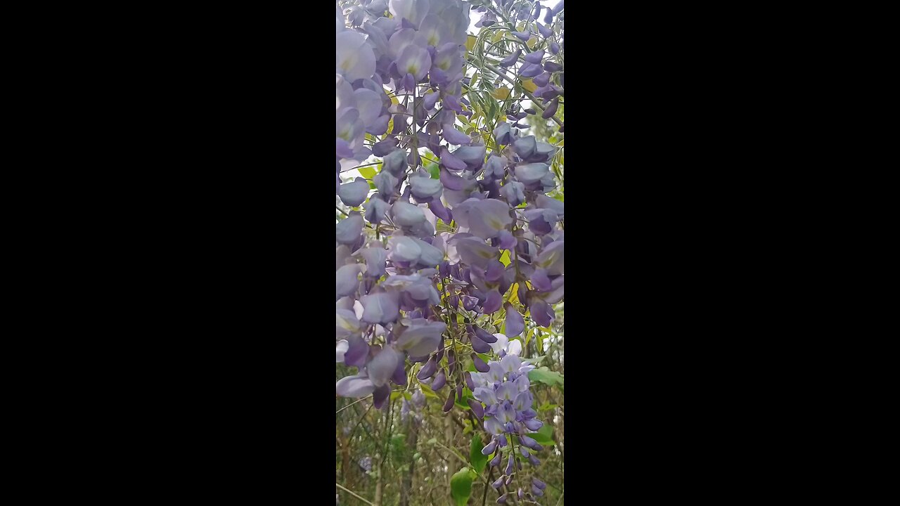 flor